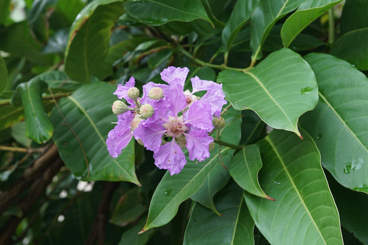 Lagerstroemia speciosa
